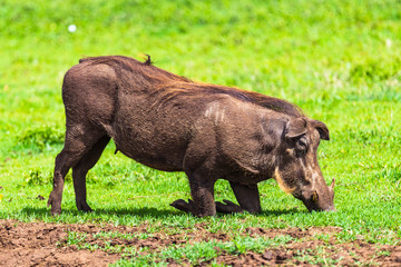 Warthogs in Ngorongoro Conservatio Area, Tanzania.