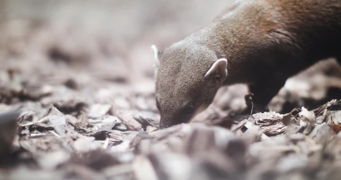 Portrait of a Mongoose as it scavenges the forest floor.