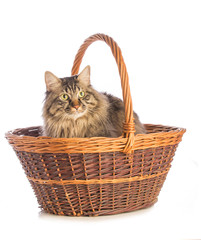 Fototapeta na wymiar Big cat norvegian in basket on white background