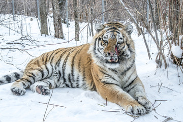 Adult Amur tiger in winter in the frost on the snow in the forest