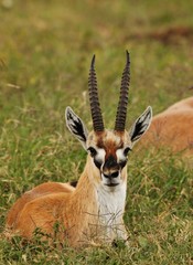 Gazelle