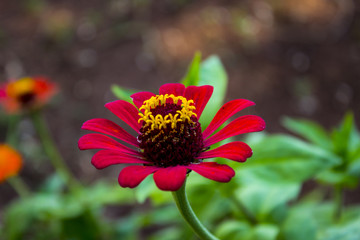 Zinnia Flower