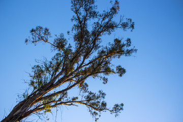 Tree from the bottom