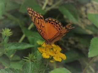 A borboleta sobre a flor.