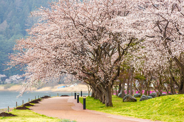 Cherry blossoms along  walking path at Kawaguchiko Lake during Hanami festival