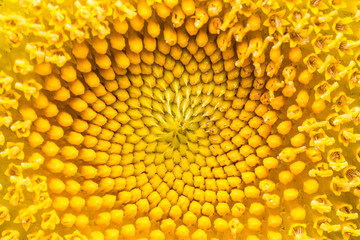 Inside the pollen