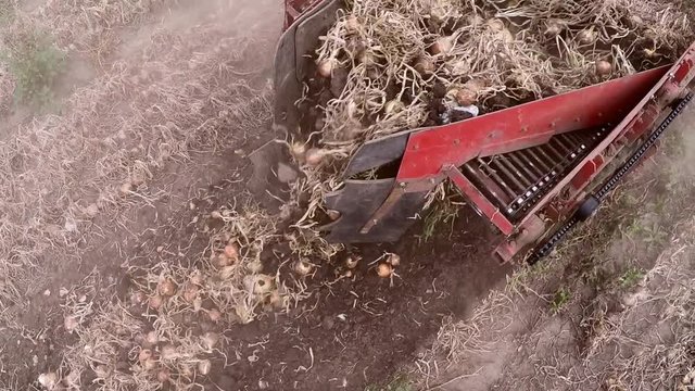 The tractor pulls a machine for extracting onion. Dolly gimbal video.