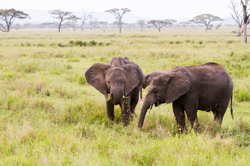 Fototapeta premium African elephants (Loxodonta africana)