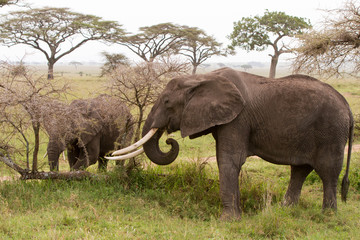 Fototapeta premium African elephants (Loxodonta africana)
