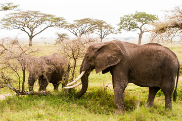 Obraz premium African elephants (Loxodonta africana)