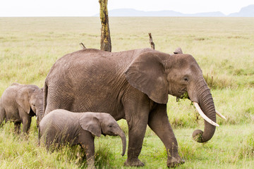 Naklejka na ściany i meble African elephants (Loxodonta africana)