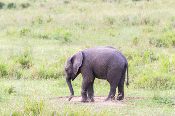 African elephants (Loxodonta africana)