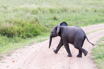 African elephants (Loxodonta africana)