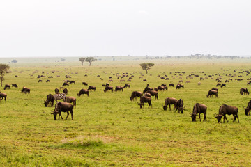 Naklejka na ściany i meble Field with zebras and blue wildebeest