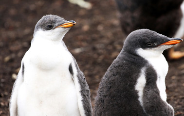 Fototapeta premium Gentoo Penguin Chicks closup, in a Rookery at Falkland Island, South America