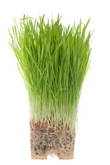 Wheat grass root bound isolated on white background. As plants grown in containers mature, their developing roots eventually will run out of space. When this happens, the plant becomes root-bound