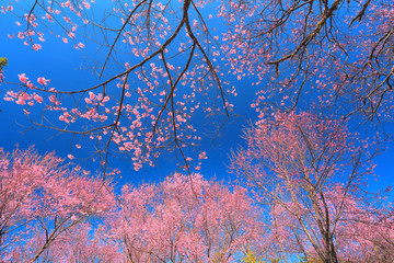 Beautiful cherry blossom tree garden at Doi Inthanon , Chiang Mai, Thailand