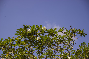 blauer himmel auf pflanze