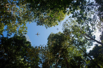 Plane view from the forest