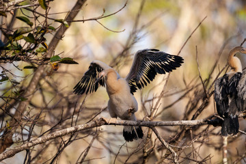 Juvenile Anhinga bird called Anhinga anhinga