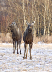 Prairie Moose Saskatchewan