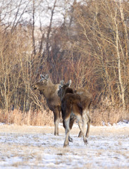 Prairie Moose Saskatchewan