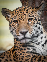 Fototapeta na wymiar Jaguar - Panthera Onca - Close-Up
