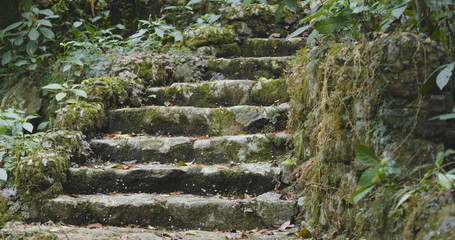 Tropical green forest