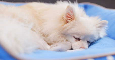 Pomeranian Dog sleeping on bed