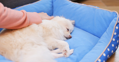 Pomeranian Dog lying on bed with pet owner massaging