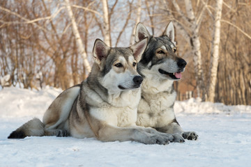 Beautiful male and female of Saarloos wolfhound in winter park