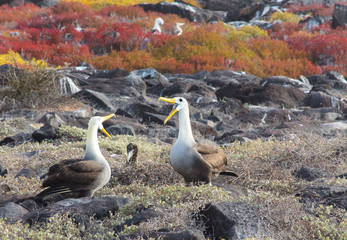 Albatross Family