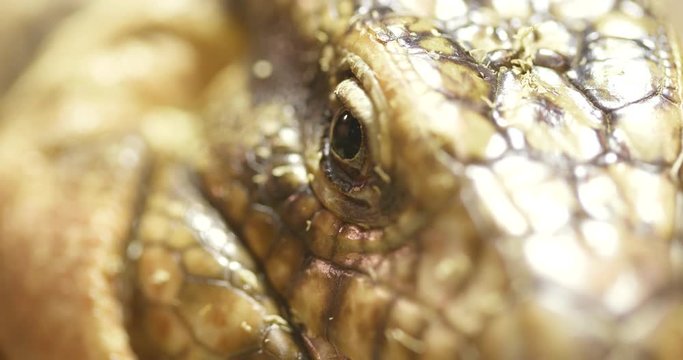 Close up of Collared Lizard