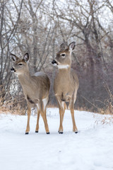 White tail deer mother and baby calf