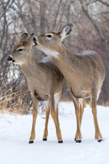 Mother licking baby white tail deer calf