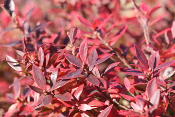 ブルーベリーの紅葉