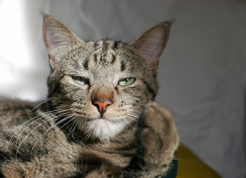 Porträt einer Tabby-Katze mit erhobener Pfote