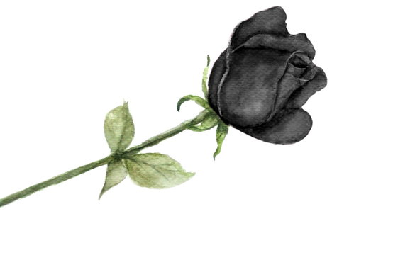watercolor single black rose isolated on white background Stock  Illustration | Adobe Stock