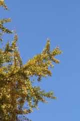 Obraz premium イチョウ