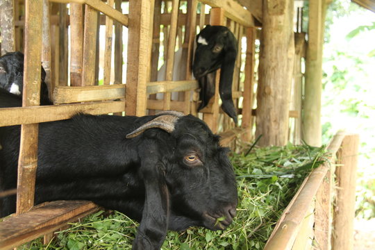 photos of goats up close