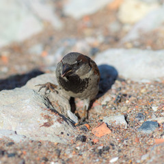 funny sparrow on stones