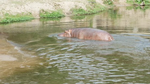 The hippopotamus is rising from the water and walking on the shore.