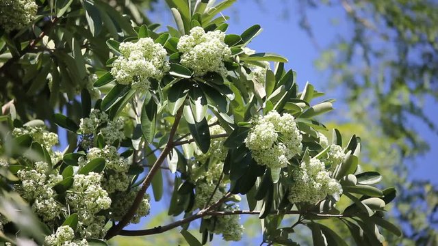 Blackboard Tree, Devil Tree, Alstonia scholaris (Linn.) R. Br., Flowers, herbs, Thailand has medicinal properties. 