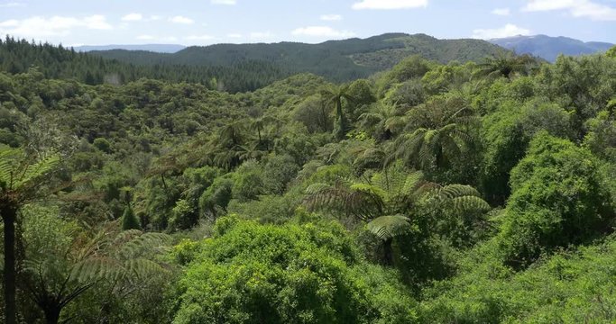 New Zealand Woodland Fern Forest