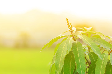 Mango flowers blooming at sunset in Thailand.