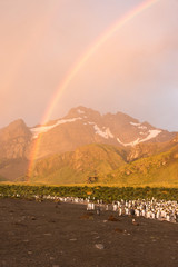 King Penguins Under the Double Rainbow photographed in golden light. A rugged mountain and cloudy sky is in the background.
