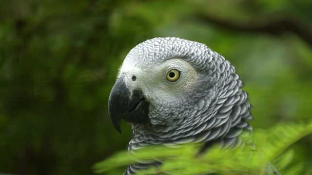 close up of the head of an african grey parrot at bali bird park on the island of bali, indonesia
