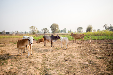Cows stand in the fieldåç of farm.