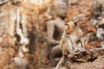 Monkey is sitting of temple.