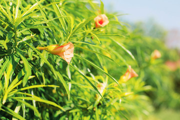 Orange flowers with beautiful.